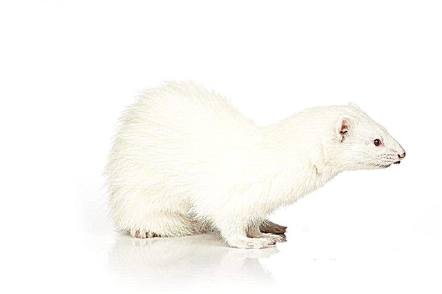 Descripción de hurones de raza White (Albino)