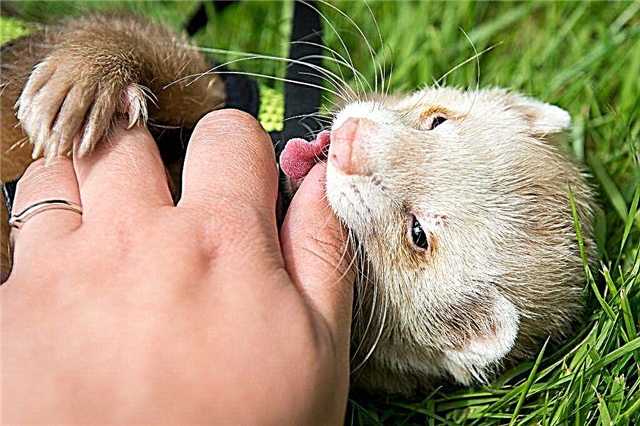 Why does a decorative ferret bite and how to wean it from it