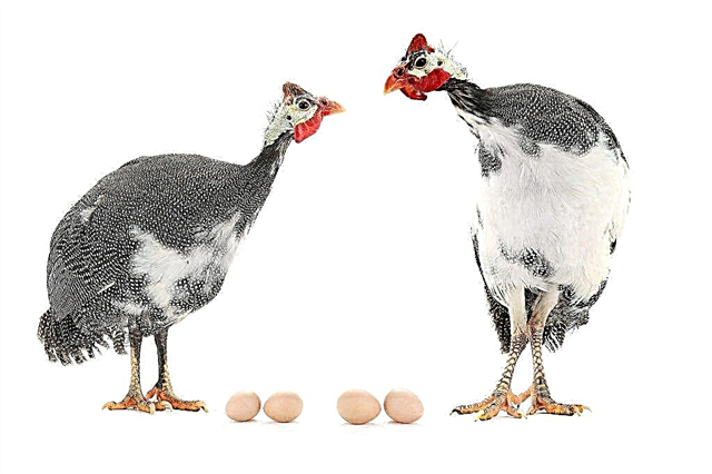 Období inkubace vajec u perliček