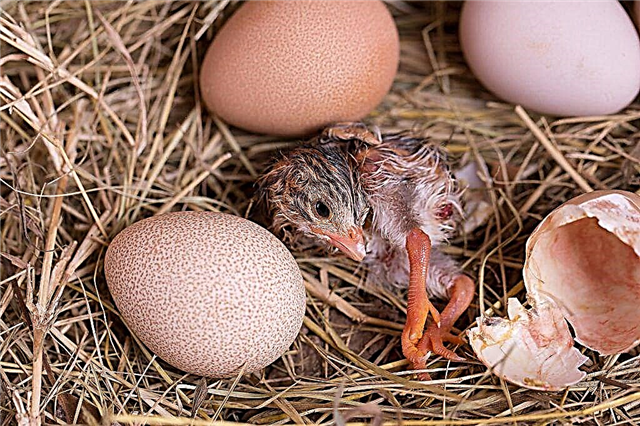 Regimetabelle zur Inkubation von Perlhuhn-Eiern