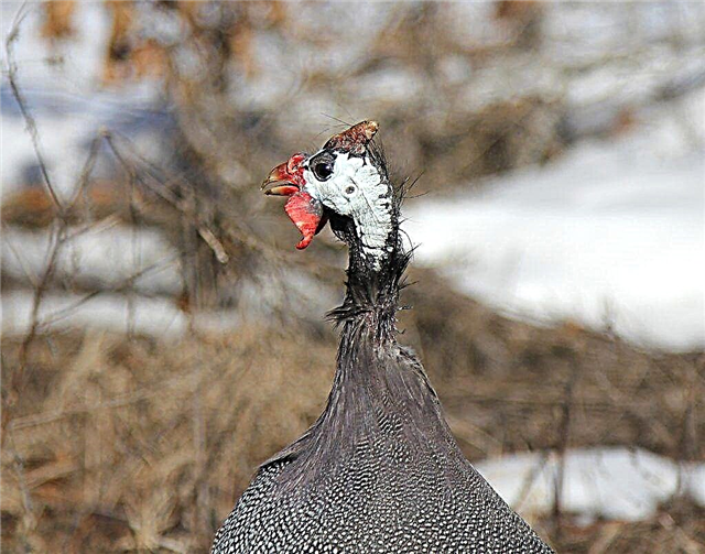 Rules for the winter keeping of egg-laying guinea fowls