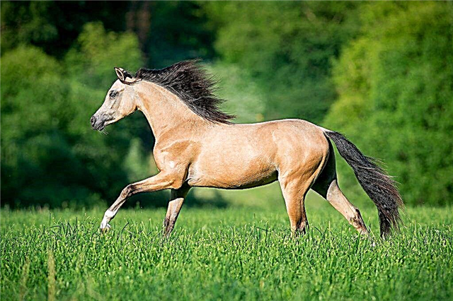 Das Dun-Pferd ist das wertvollste Pferd der Vergangenheit