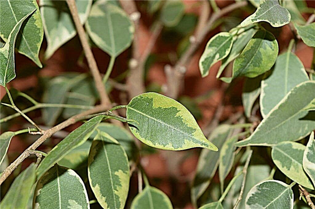 Causes of Benjamin ficus diseases and methods of their treatment