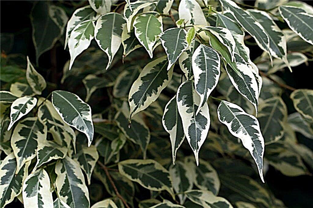 Rules for caring for Variegated Ficus