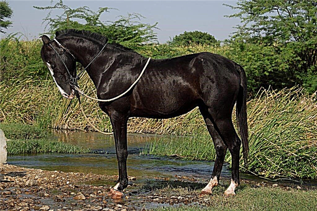 Descripción del caballo Marwar