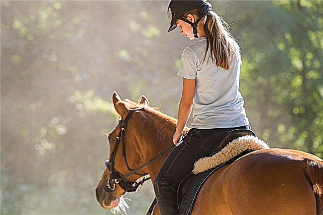 How to saddle a horse
