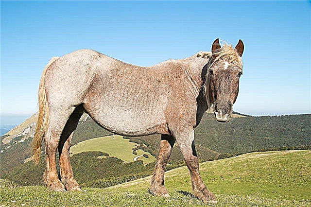 وصف أكبر حصان في العالم