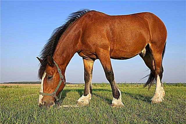 Descripción de la raza de caballo baskir
