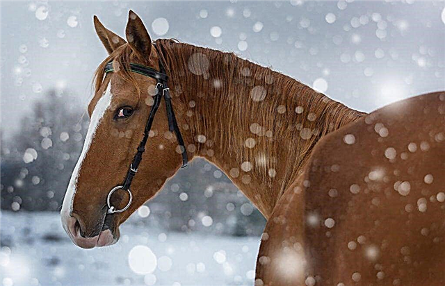 Popular Russian horse breeds