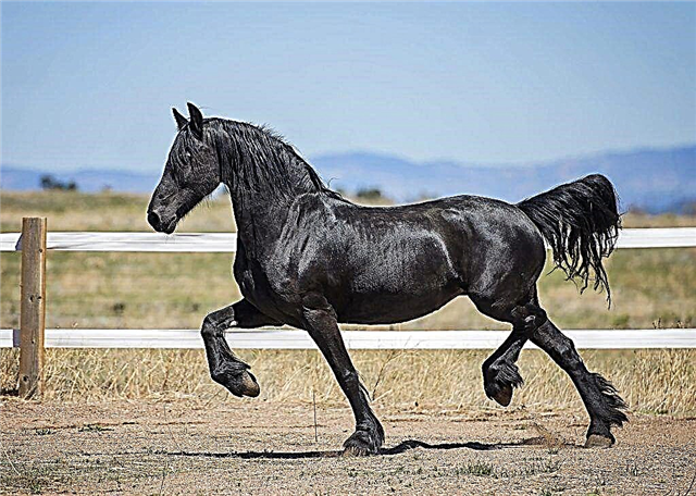Descripción del caballo negro.