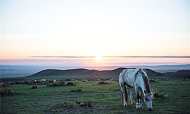 Deskripsi kuda Mongolia