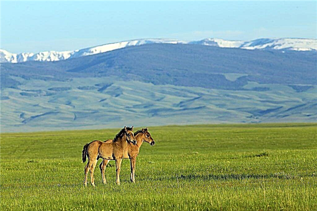 Rocky Mountain Horses Beschreibung