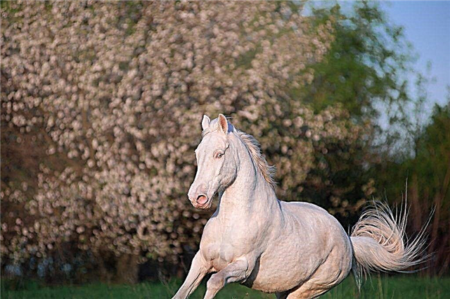 Isabella horse