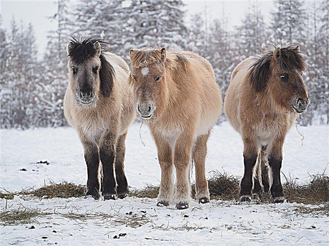 Yakut breed of horses