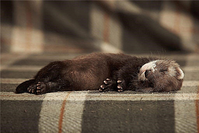 When ferrets hibernate