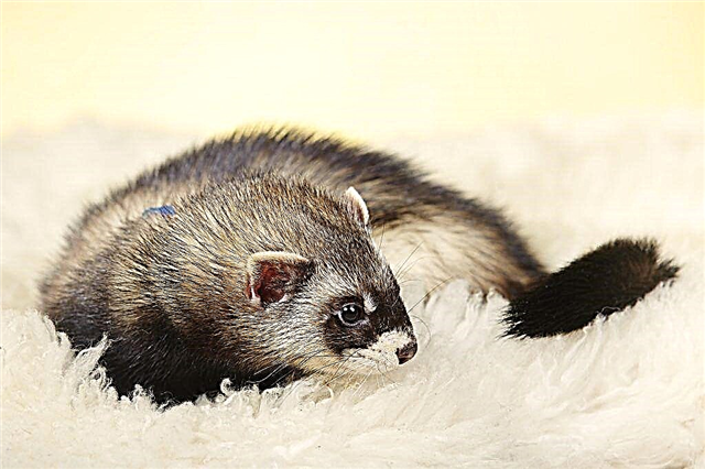 Colors and breeds of decorative ferrets