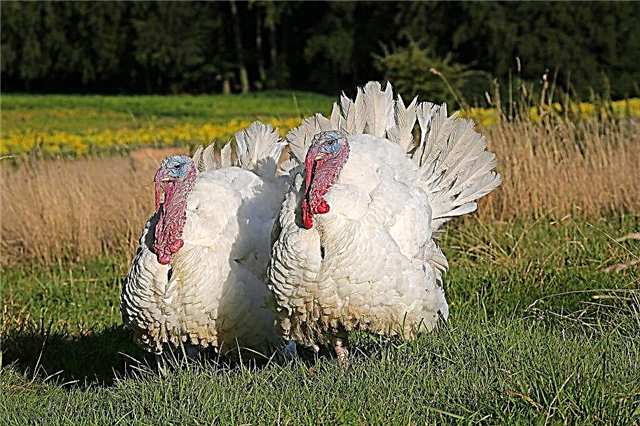 What to do if turkey poults fall to their feet