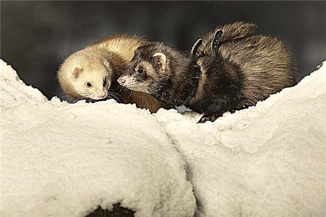 How long do ferrets usually live?