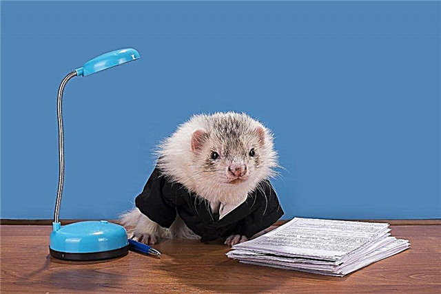 How to sew clothes for ferrets