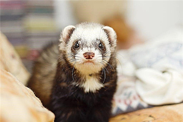 Ferret care at home