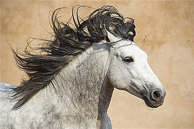 Fitur kuda Andalusia