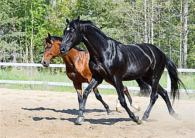 Description des chevaux de la race de cheval russe