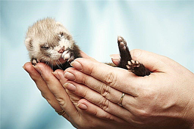 Pros and cons of keeping ornamental ferrets