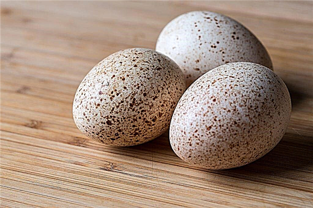 Výhody a poškození vajec z krůt