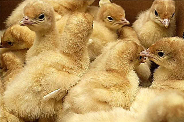 Breeding turkey poults in an incubator