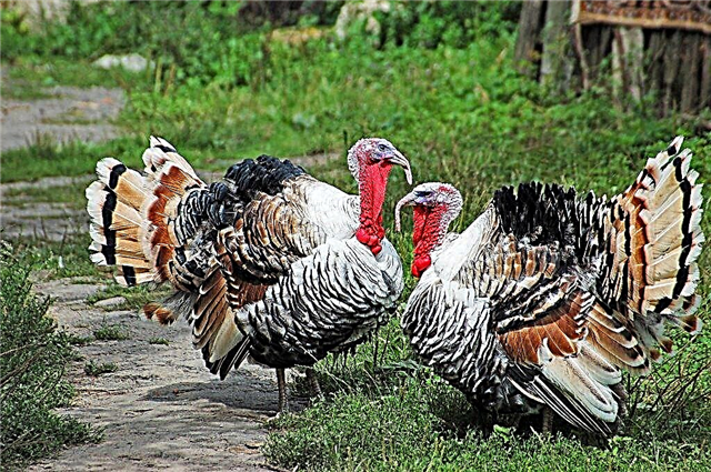 Breeding and rearing broiler turkeys