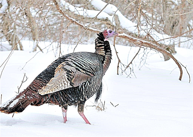Rules for keeping turkeys in winter