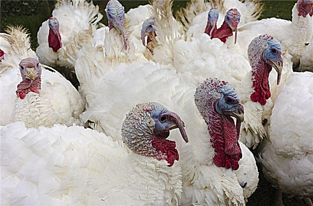 Features of fattening turkeys for meat