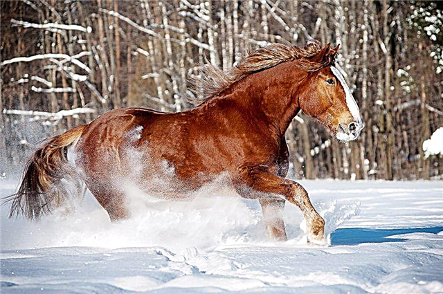 Deskripsi kuda dari Truk Berat Rusia berkembang biak