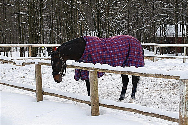 Was sind die Arten von Decken für Pferde und warum werden sie benötigt
