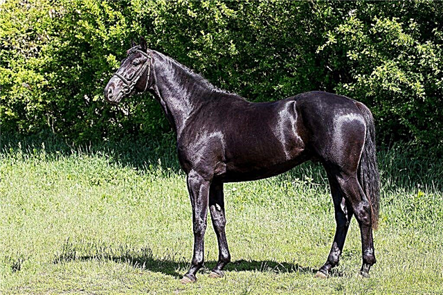 Опис коней Кабардинській породи