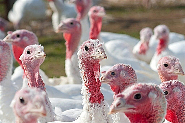 Correct breeding of turkeys at home