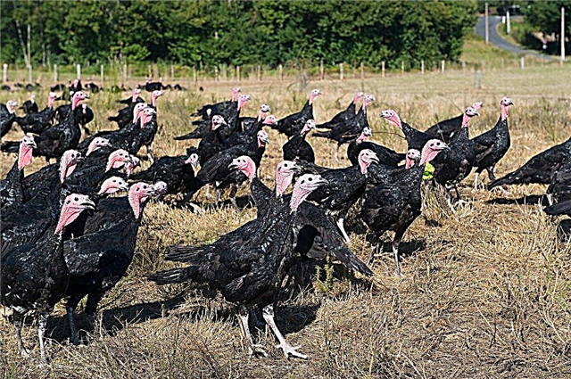 Is it profitable or not to breed turkeys as a business