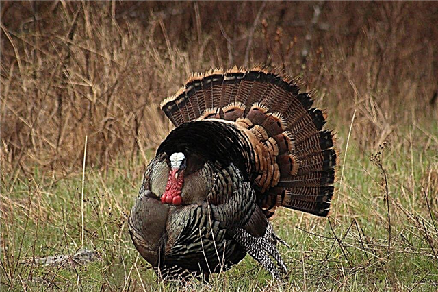 Causes of pecking in turkeys and measures to prevent this problem