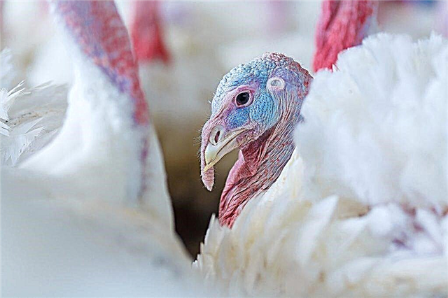 The principle of growing turkeys for meat at home