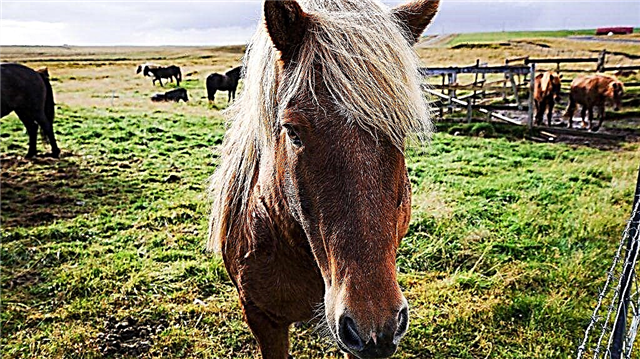 आइसलैंड के घोड़े का वर्णन