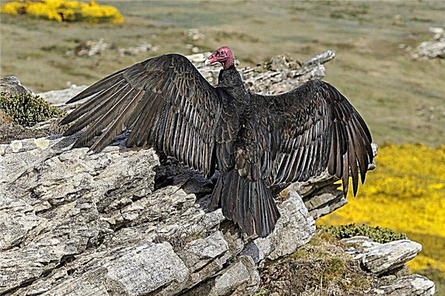 Descrição da raça abutre de peru