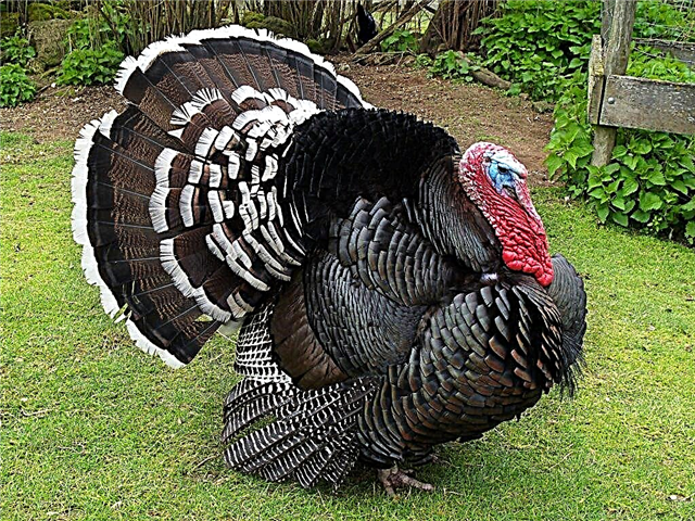 The most common turkey breeds