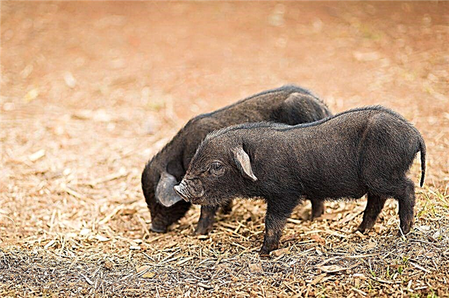 Опис свиња Кармал