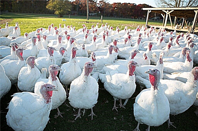 Organization of a turkey farm