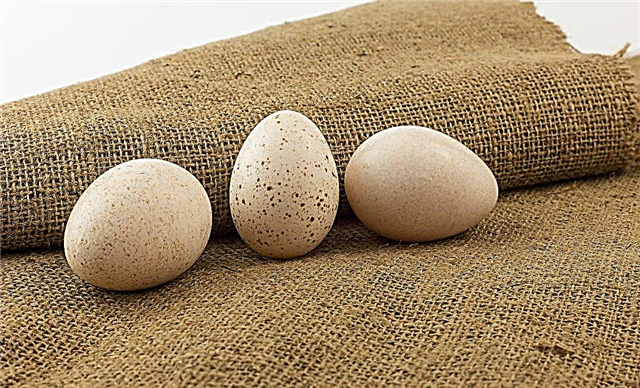 Características de la incubación de huevos de pavo.