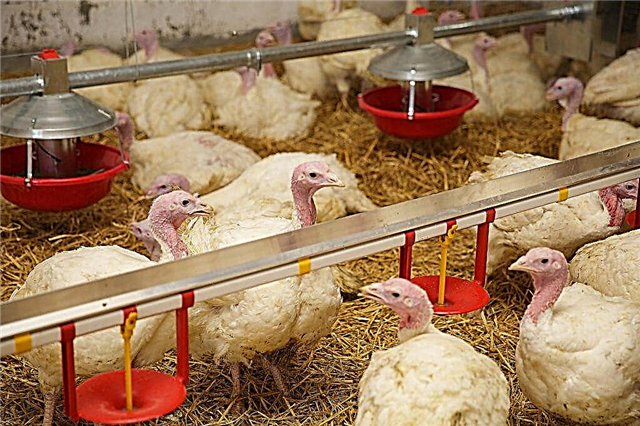 Cara memberi makan ayam belanda pada hari-hari pertama kehidupan dan bulan-bulan berikutnya