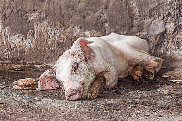 Symptome und Behandlung von Ascariasis bei Schweinen