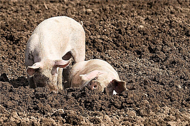 Pig dysentery causes and treatments