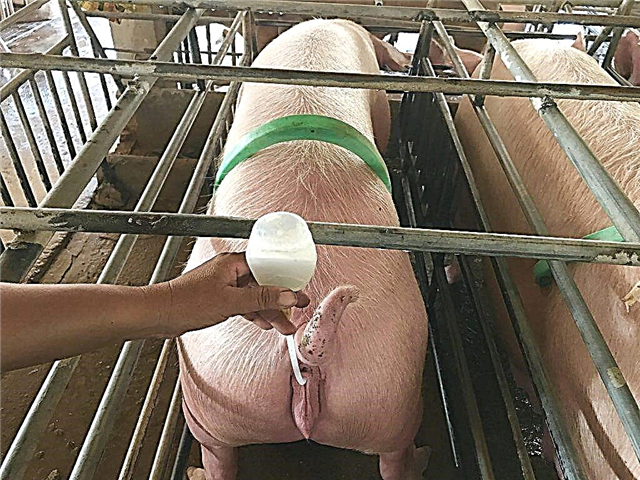 El principio de inseminación artificial de cerdos.