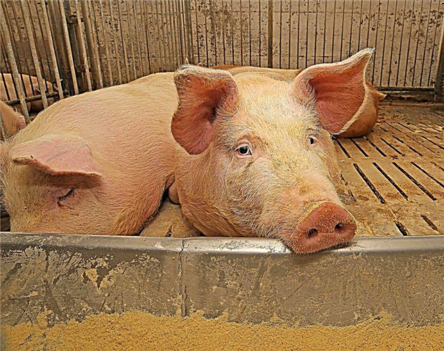 Sintomas e tratamentos para triquinose em porcos
